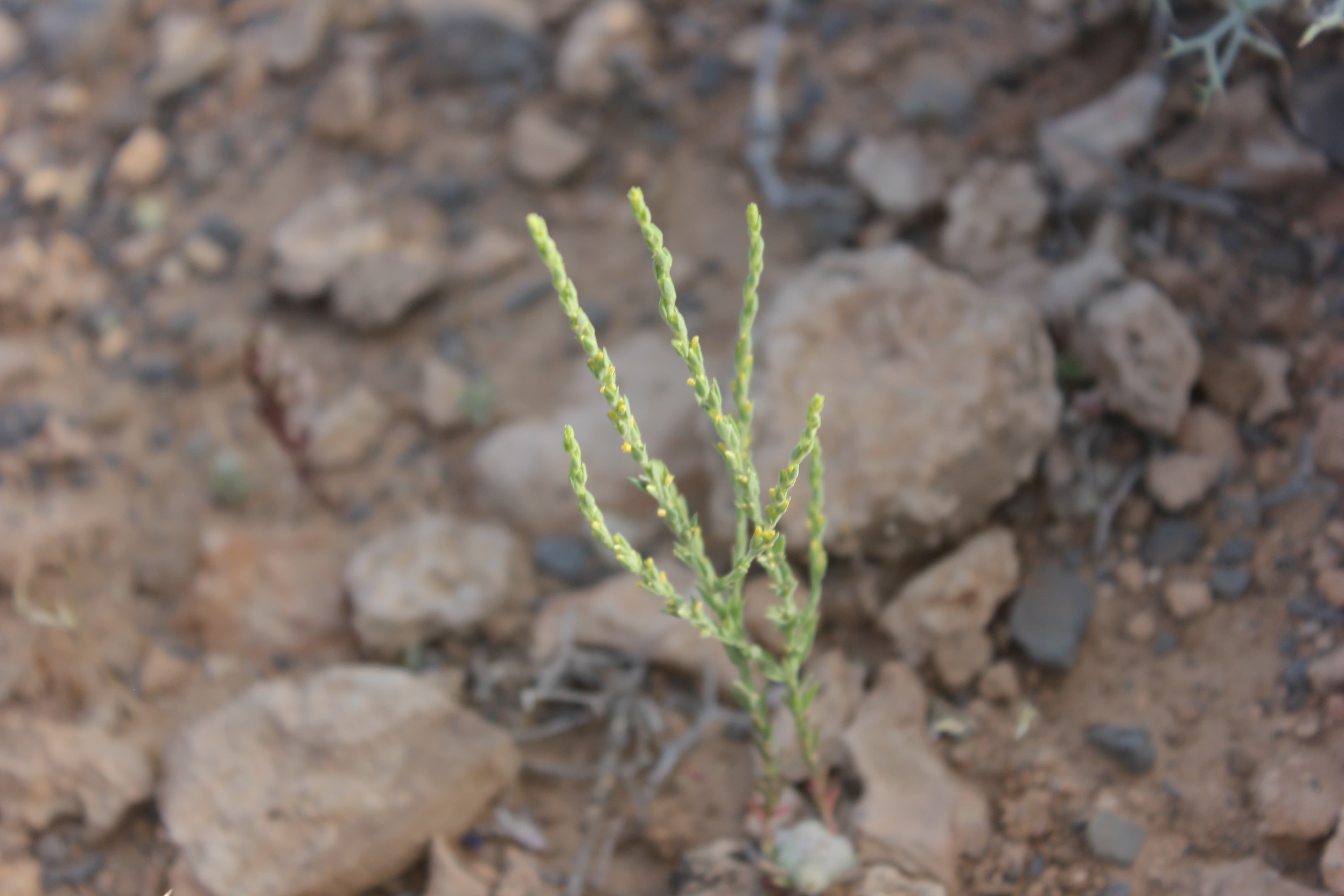 Plant Image
